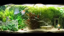 Aquarium Hauptansicht von Becken 6316