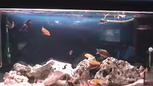 Aquarium Hauptansicht von Becken 646