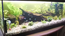 Aquarium Hauptansicht von Becken 6564