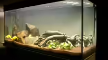 Aquarium Hauptansicht von Becken 6618