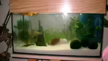 Aquarium Hauptansicht von Becken 6648