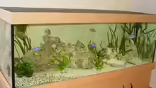 Aquarium Hauptansicht von Becken 665