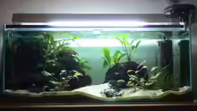Aquarium Hauptansicht von Becken 6698