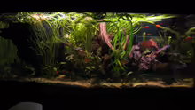 Aquarium Hauptansicht von Becken 6762