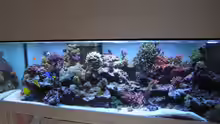 Aquarium Hauptansicht von Becken 7113
