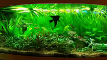 Aquarium Hauptansicht von Becken 7122