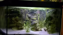 Aquarium Hauptansicht von Becken 714