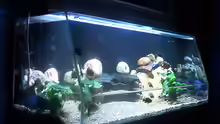 Aquarium Hauptansicht von Becken 715