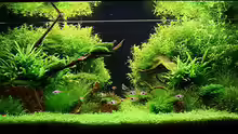 Aquarium Hauptansicht von Becken 7220