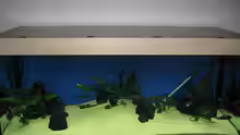 Aquarium Hauptansicht von Becken 7284