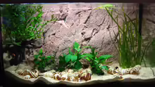 Aquarium Hauptansicht von Becken 7503