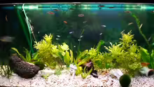 Aquarium Hauptansicht von Becken 7532
