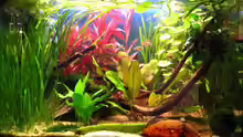 Aquarium Hauptansicht von Becken 7584