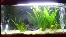 Aquarium Hauptansicht von Becken 7687