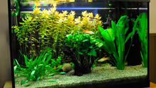Aquarium Hauptansicht von Becken 7699