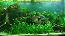 Aquarium Hauptansicht von Becken 7715