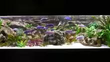Aquarium Hauptansicht von Becken 7910