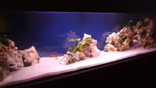 Aquarium Hauptansicht von Becken 7944