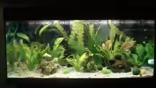 Aquarium Hauptansicht von Becken 7956