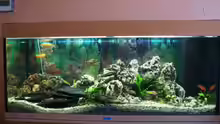Aquarium Hauptansicht von Becken 8015