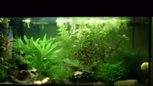 Aquarium Hauptansicht von Becken 8079