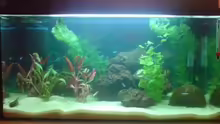 Aquarium Hauptansicht von Becken 8266