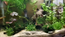 Aquarium Hauptansicht von Becken 8344