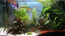 Aquarium Hauptansicht von Becken 8428