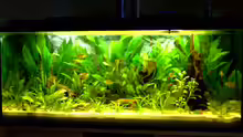 Aquarium Hauptansicht von Becken 8507