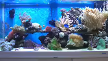 Aquarium Hauptansicht von Becken 8816