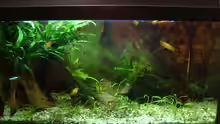 Aquarium Hauptansicht von Becken 8817