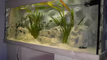 Aquarium Hauptansicht von Becken 883
