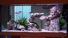 Aquarium Hauptansicht von Becken 885