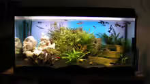 Aquarium Hauptansicht von Becken 8946