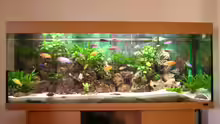 Aquarium Hauptansicht von Becken 916