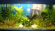 Aquarium Hauptansicht von Becken 9219