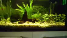 Aquarium Hauptansicht von Becken 9298