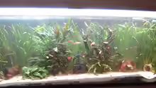 Aquarium Hauptansicht von Becken 9301