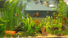 Aquarium Hauptansicht von Becken 9311