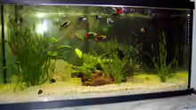 Aquarium Hauptansicht von Becken 9513