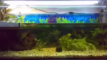 Aquarium Hauptansicht von Becken 9593