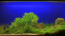 Aquarium Hauptansicht von Becken 9808