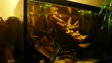 Aquarium Hauptansicht von Borellis