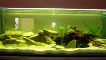 Aquarium Hauptansicht von Buntbarsch