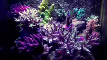 Aquarium Hauptansicht von Candy Nano