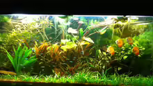Aquarium Hauptansicht von Deltabecken