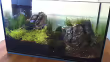 Aquarium Hauptansicht von der 1. Aquascaping Versuch