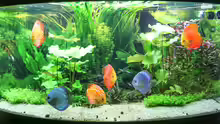 Aquarium Hauptansicht von Diskus Amazonas (nur noch als Beispiel)