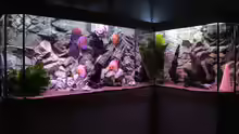 Aquarium Hauptansicht von Diskus Aquarium L-Form