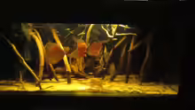 Aquarium Hauptansicht von Diskus Biotop